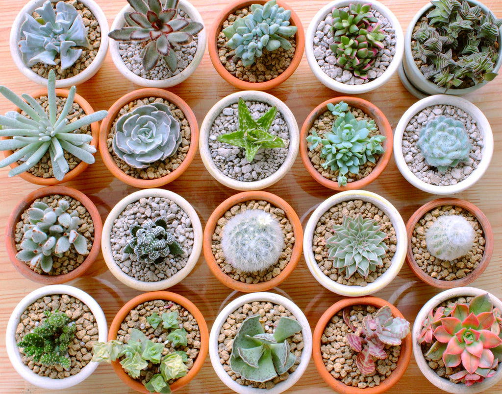 Assorted Succulent Tray - 64 Live Bulk Succulents - 2in Pot