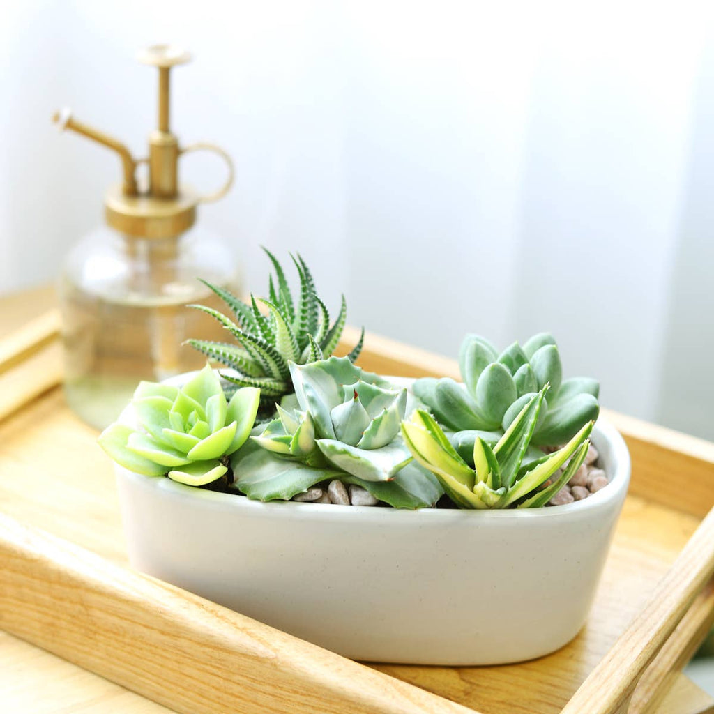 Assorted Succulent Tray - 64 Live Bulk Succulents - 2in Pot
