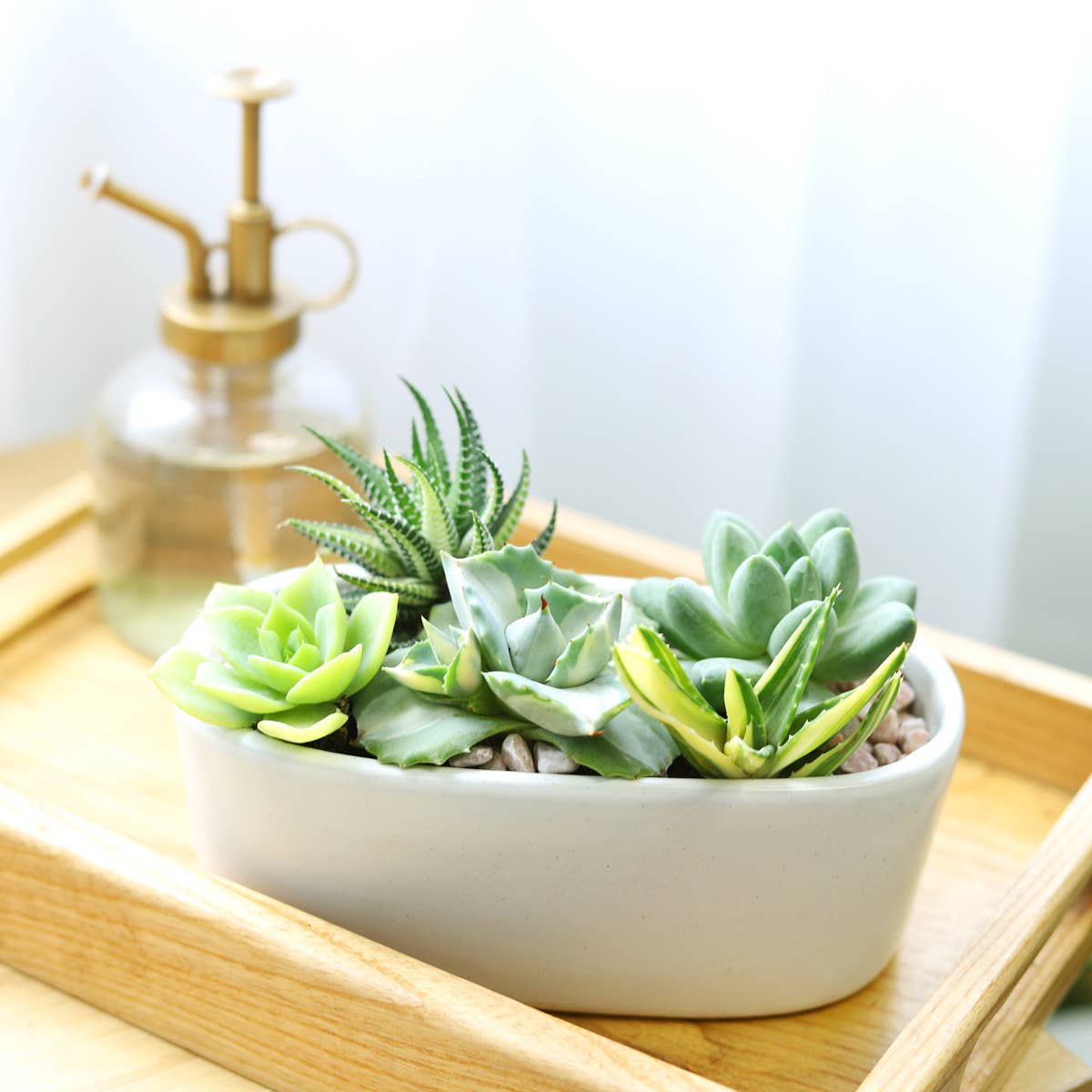 Assorted Succulent Tray - 64 Live Bulk Succulents - 2in Pot