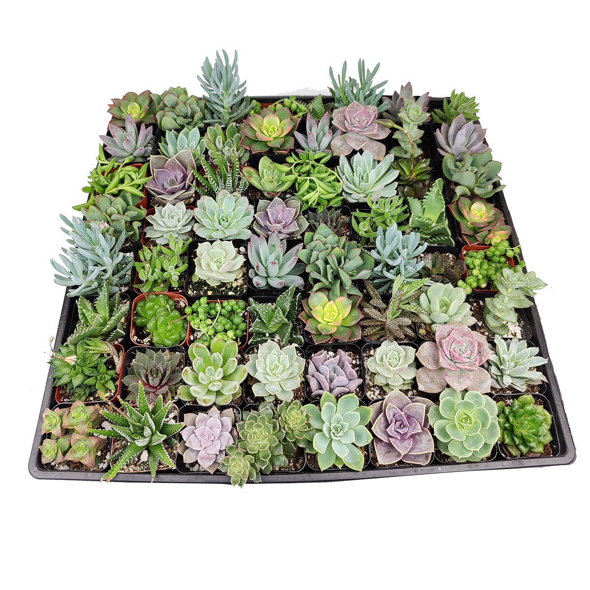 Assorted Succulent Tray - 64 Live Bulk Succulents - 2in Pot