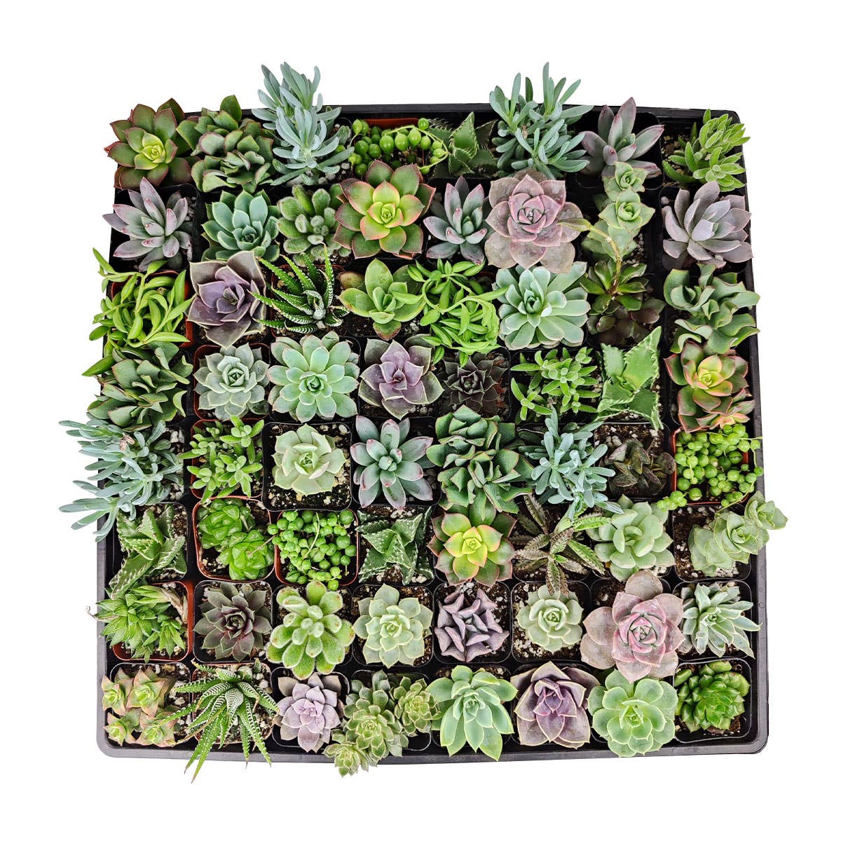 Assorted Succulent Tray - 64 Live Bulk Succulents - 2in Pot