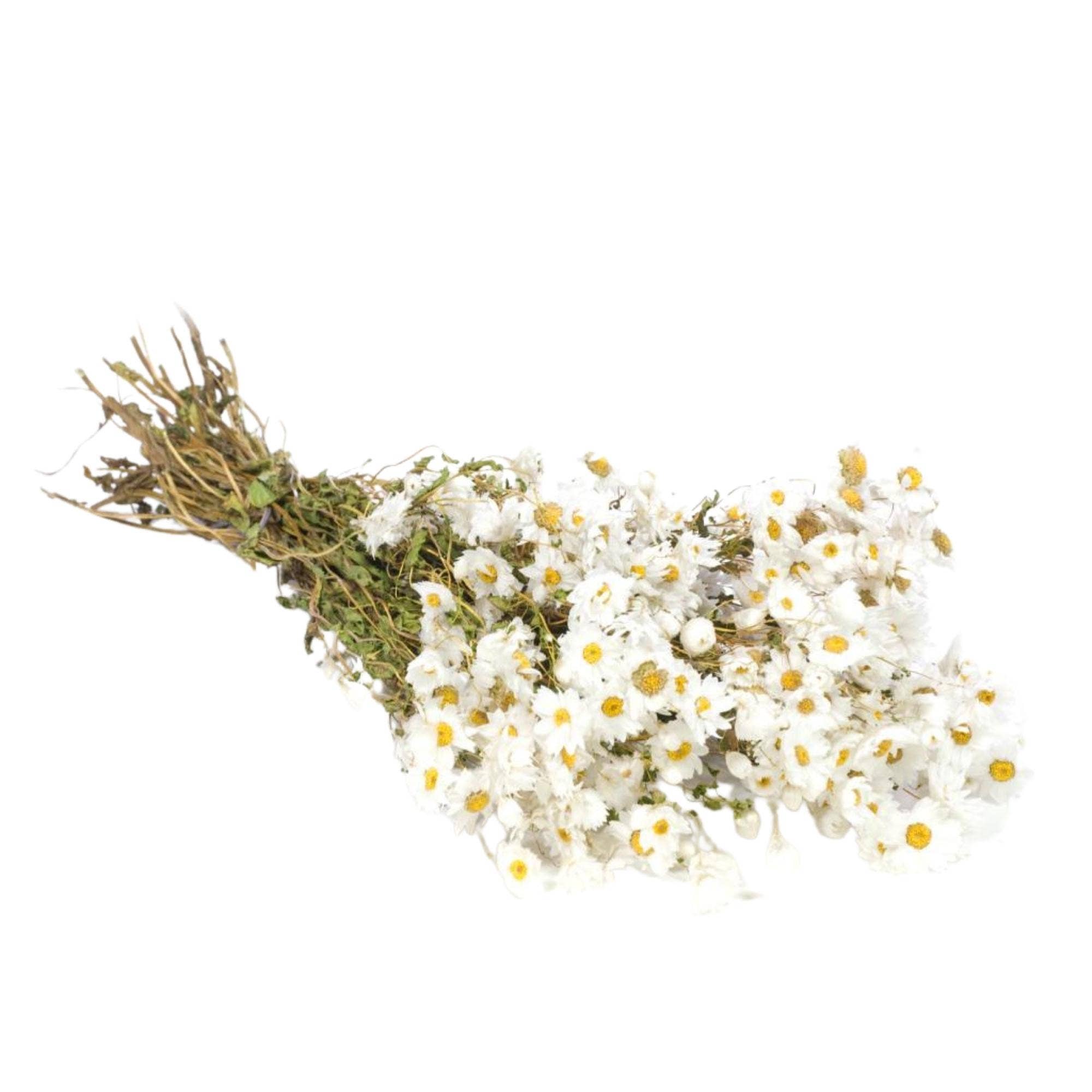 Dried Flowers - Rodanthe Natural White