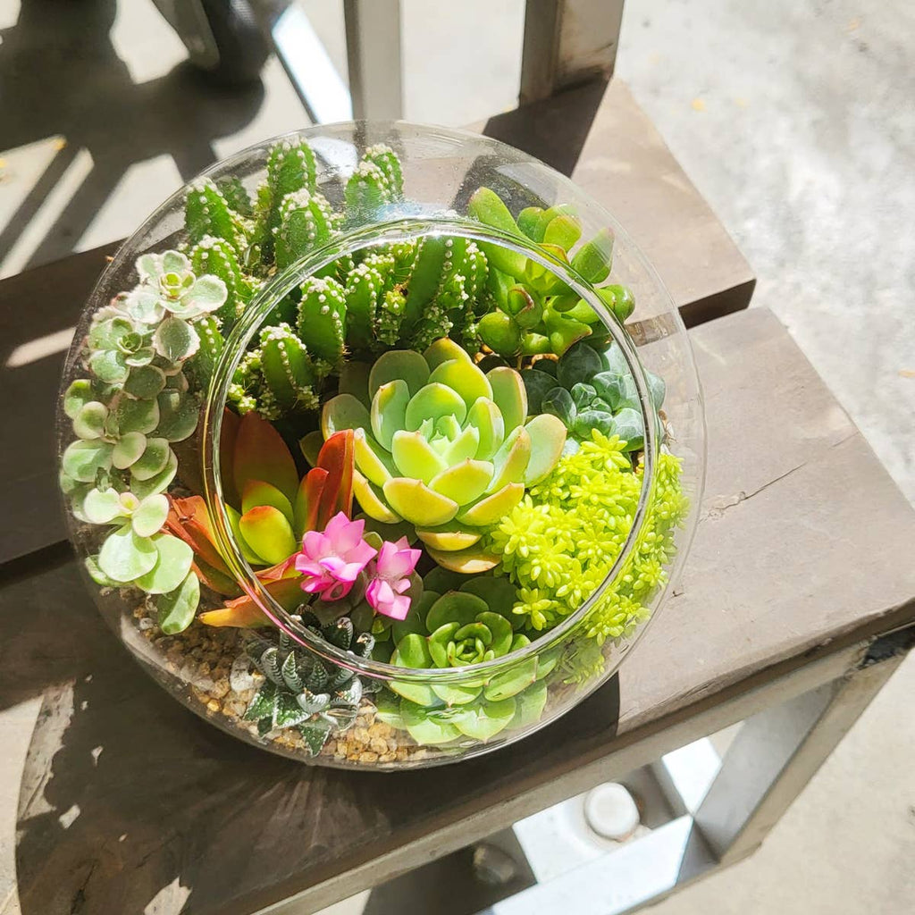 Assorted Succulent Tray - 64 Live Bulk Succulents - 2in Pot