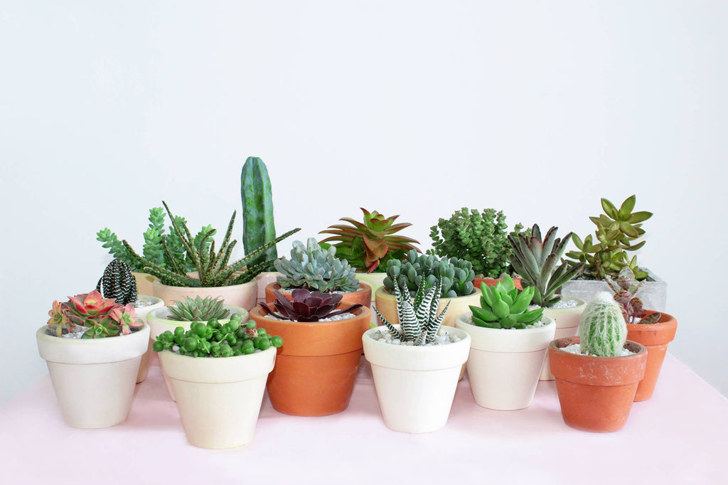 Assorted Succulent Tray - 64 Live Bulk Succulents - 2in Pot