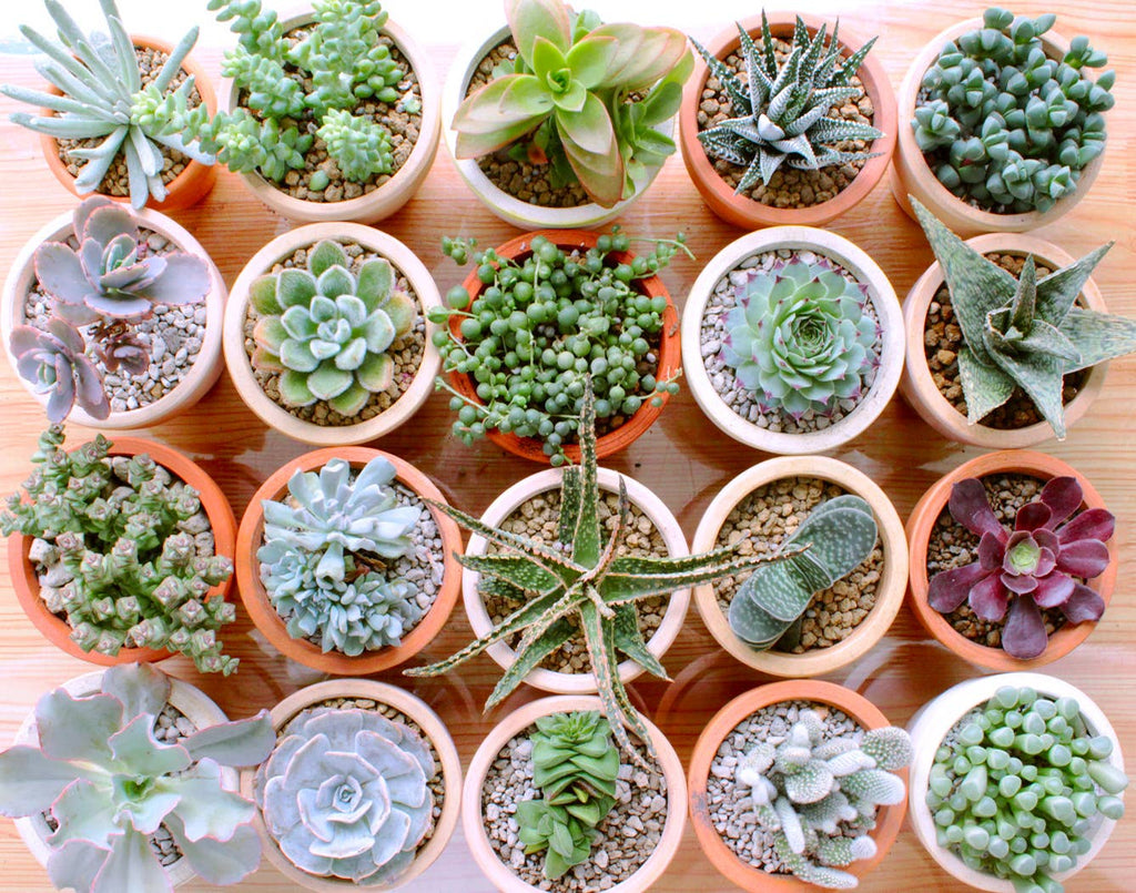 Assorted Succulent Tray - 64 Live Bulk Succulents - 2in Pot