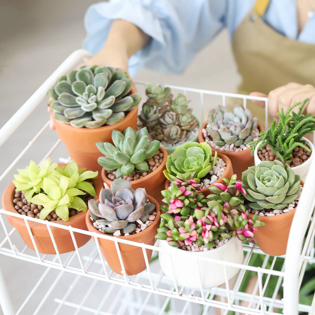 Assorted Succulent Tray - 64 Live Bulk Succulents - 2in Pot