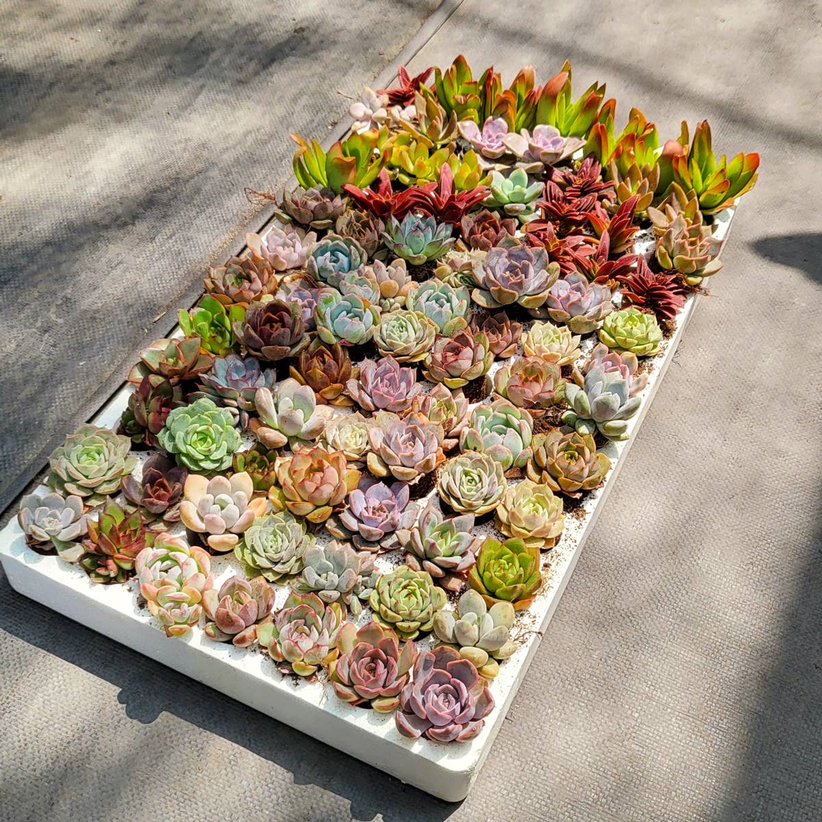 Assorted Succulent Tray - 64 Live Bulk Succulents - 2in Pot